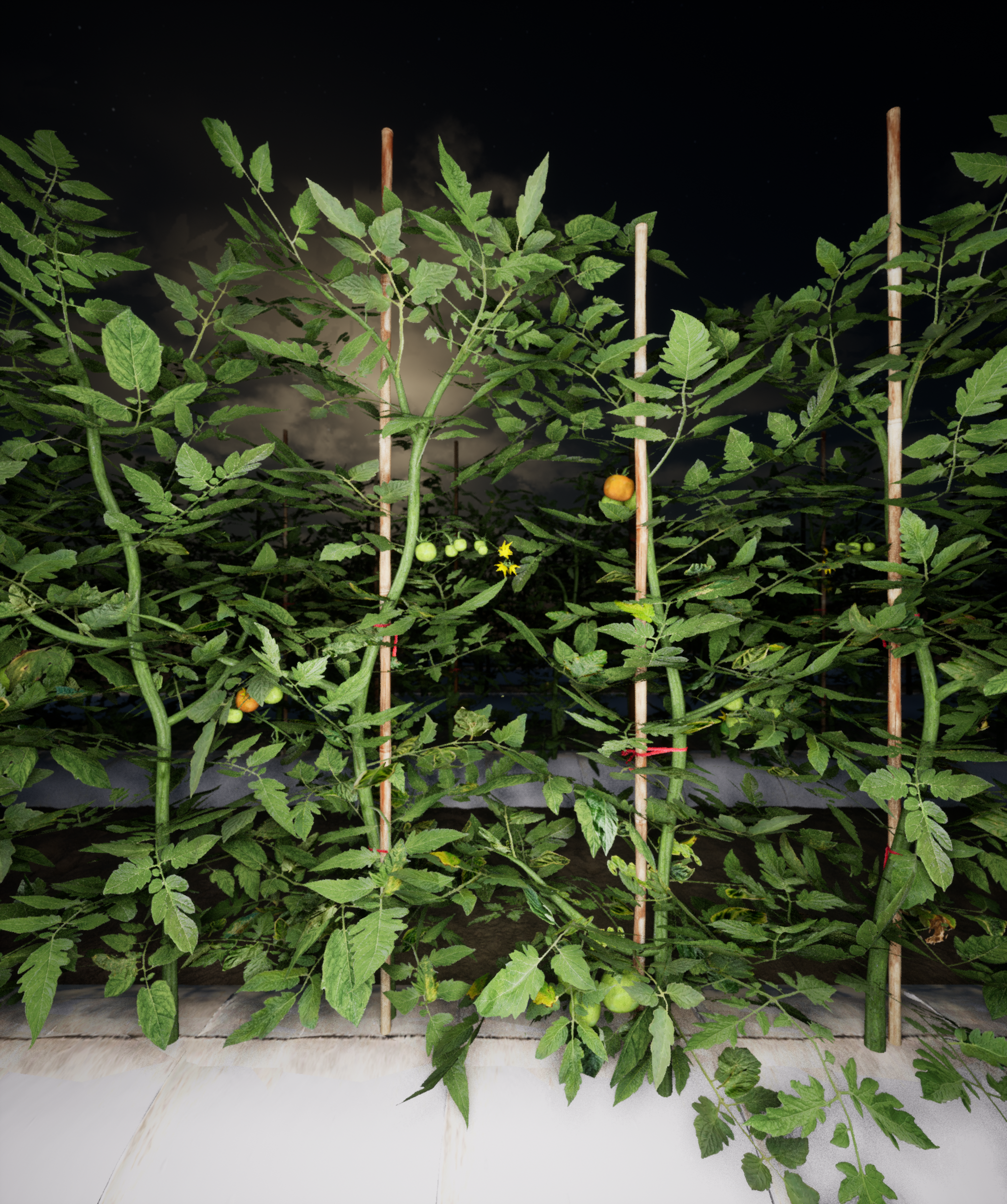 My Figure Description